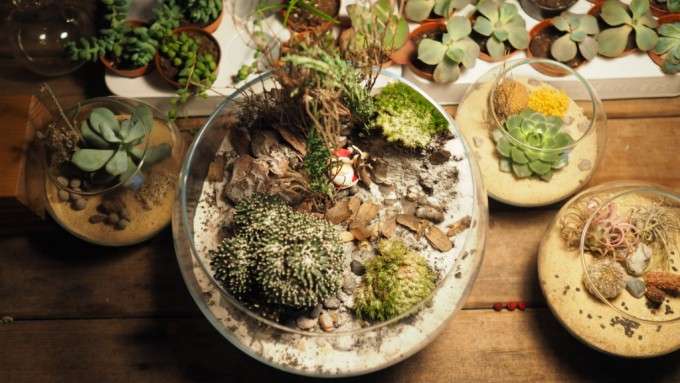terrarium