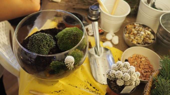 diy terrarium
