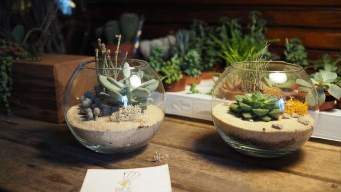 ready terrarium