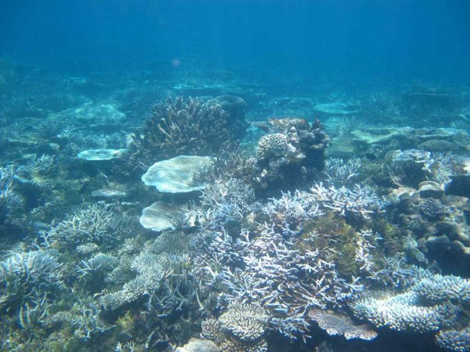 maldives-islands-prontotourNIYAMA_CoralGarden_2015  (10)