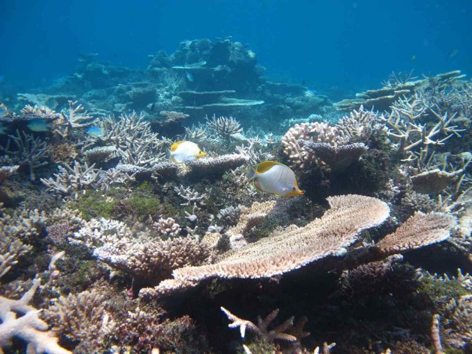 maldives-islands-prontotourNIYAMA_CoralGarden_2015  (36)