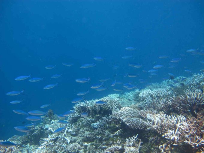 maldives-islands-prontotourNIYAMA_CoralGarden_2015  (60)