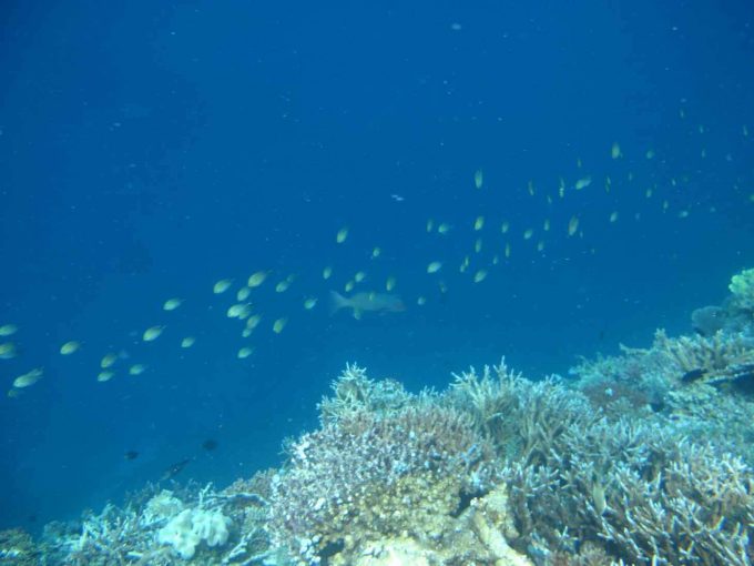 maldives-islands-prontotourNIYAMA_CoralGarden_2015  (67)